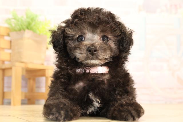 岐阜県のトイプードル(トイ) (Coo&RIKU岐阜店/2025年7月8日生まれ/女の子/グレー)の子犬の1枚目の画像