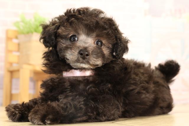 岐阜県のトイプードル(トイ) (Coo&RIKU岐阜店/2025年7月8日生まれ/女の子/グレー)の子犬の3枚目の画像