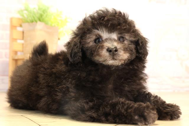 岐阜県のトイプードル(トイ) (Coo&RIKU岐南店/2025年7月8日生まれ/男の子/グレー)の子犬の2枚目の画像