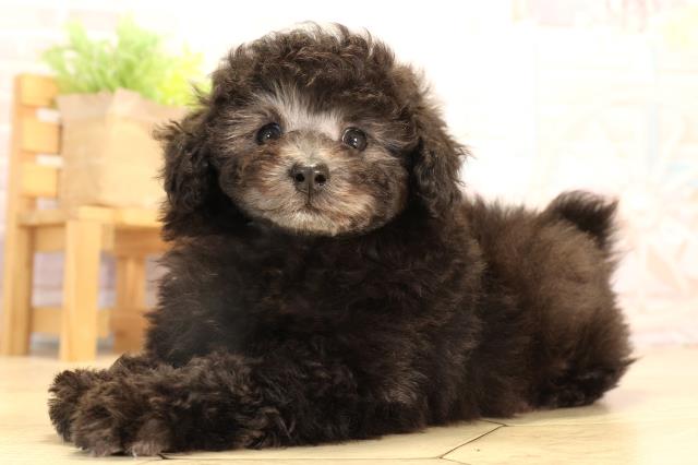 岐阜県のトイプードル(トイ) (Coo&RIKU岐南店/2025年7月8日生まれ/男の子/グレー)の子犬の3枚目の画像