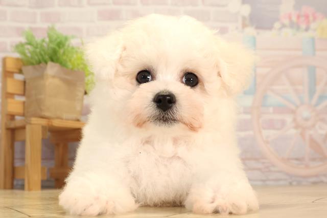 岐阜県のビションフリーゼ (Coo&RIKU岐南店/2025年7月8日生まれ/女の子/ホワイト)の子犬の1枚目の画像