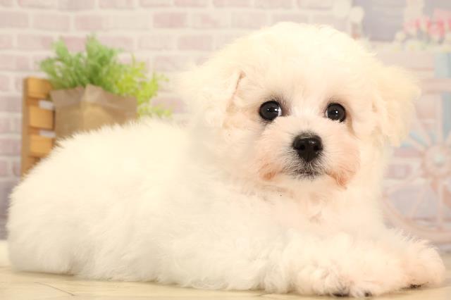 岐阜県のビションフリーゼ (Coo&RIKU岐南店/2025年7月8日生まれ/女の子/ホワイト)の子犬の2枚目の画像
