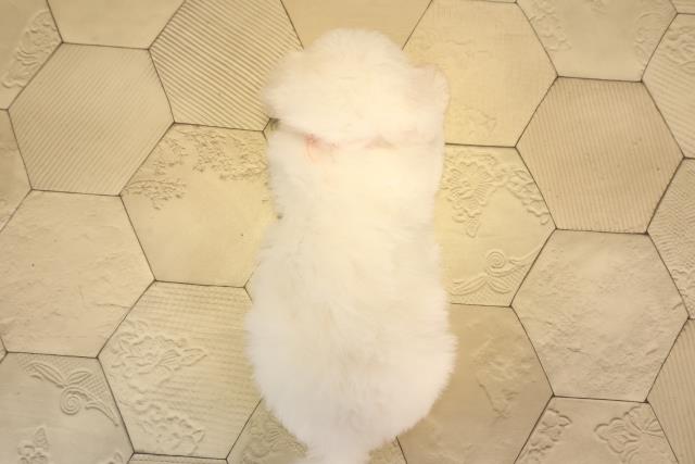 岐阜県のビションフリーゼ (Coo&RIKU岐南店/2025年7月8日生まれ/女の子/ホワイト)の子犬の4枚目の画像