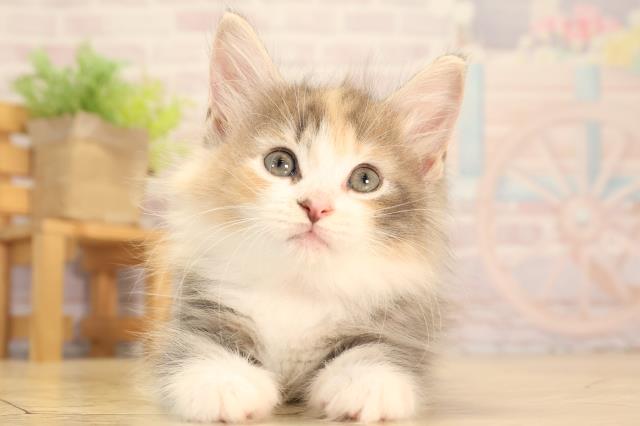 ノルウェージャン・フォレストキャット