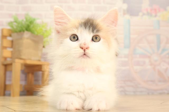 ノルウェージャン・フォレストキャット