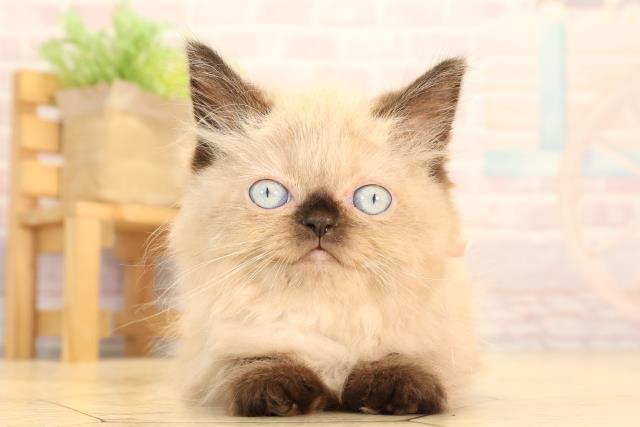 ヒマラヤン