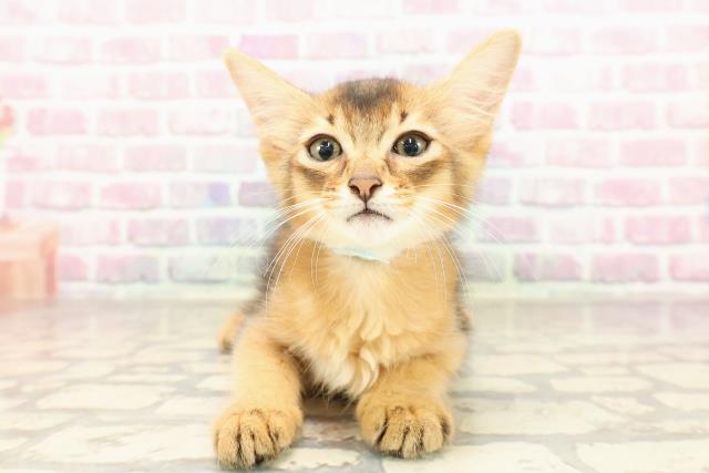 神奈川県のソマリ (Coo&RIKU横浜港南台店/2025年7月3日生まれ/男の子/ルディ)の子猫の1枚目の画像