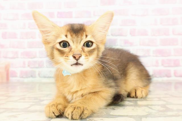 神奈川県のソマリ (Coo&RIKU横浜港南台店/2025年7月3日生まれ/男の子/ルディ)の子猫の2枚目の画像