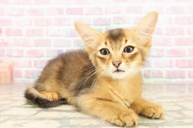 神奈川県のソマリ (Coo&RIKU横浜港南台店/2025年7月3日生まれ/男の子/ルディ)の子猫の3枚目の画像