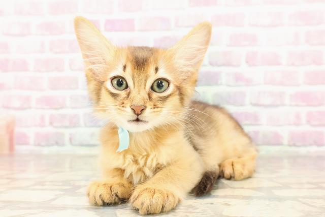 神奈川県のソマリ (Coo&RIKU横須賀店/2025年7月3日生まれ/男の子/ルディ)の子猫の2枚目の画像