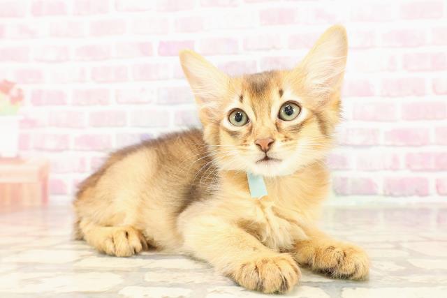 神奈川県のソマリ (Coo&RIKU横須賀店/2025年7月3日生まれ/男の子/ルディ)の子猫の3枚目の画像