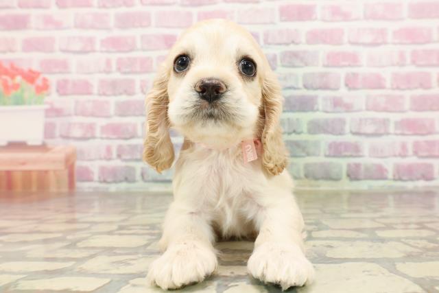 茨城県のアメリカンコッカースパニエル (Coo&RIKU牛久店/2025年7月10日生まれ/女の子/バフ)の子犬