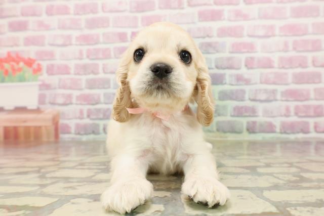茨城県のアメリカンコッカースパニエル (Coo&RIKU日立店/2025年7月10日生まれ/女の子/バフ)の子犬
