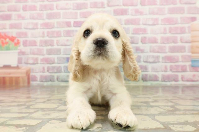 茨城県のアメリカンコッカースパニエル (Coo&RIKU筑西店/2025年7月10日生まれ/女の子/バフ)の子犬