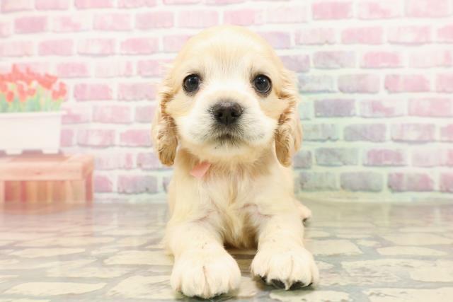 茨城県のアメリカンコッカースパニエル (Coo&RIKU石岡店/2025年7月10日生まれ/女の子/バフ)の子犬