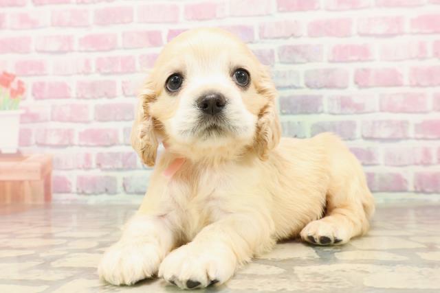 茨城県のアメリカンコッカースパニエル (Coo&RIKU石岡店/2025年7月10日生まれ/女の子/バフ)の子犬の2枚目の画像