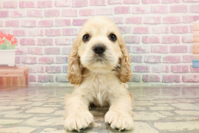 栃木県のアメリカンコッカースパニエル (Coo&RIKU小山店/2025年7月10日生まれ/男の子/バフ)の子犬の1枚目の画像