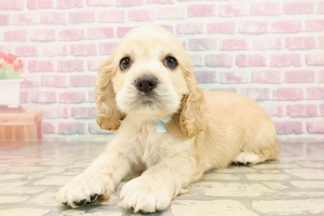 栃木県のアメリカンコッカースパニエル (Coo&RIKU小山店/2025年7月10日生まれ/男の子/バフ)の子犬の2枚目の画像