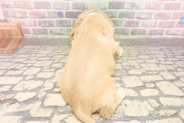 栃木県のアメリカンコッカースパニエル (Coo&RIKU小山店/2025年7月10日生まれ/男の子/バフ)の子犬の4枚目の画像