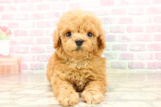 栃木県のトイプードル(トイ) (Coo&RIKU宇都宮店/2025年7月10日生まれ/男の子/アプリコット)の子犬の1枚目の画像