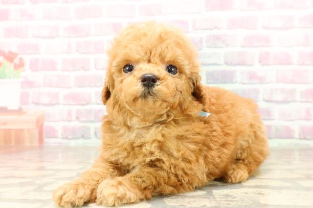栃木県のトイプードル(トイ) (Coo&RIKU宇都宮店/2025年7月10日生まれ/男の子/アプリコット)の子犬の2枚目の画像