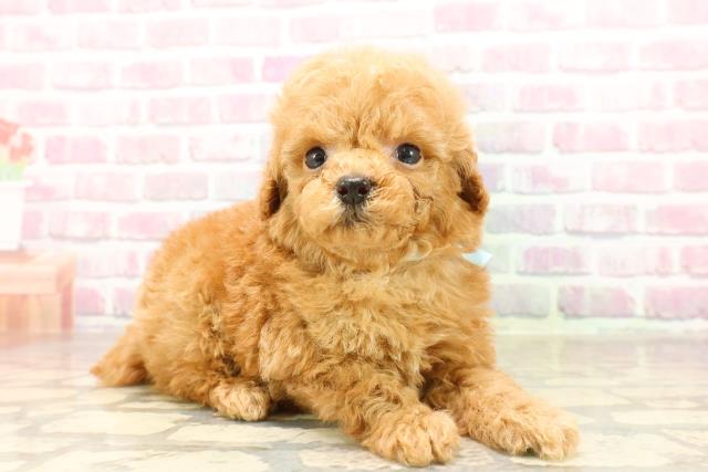 栃木県のトイプードル(トイ) (Coo&RIKU宇都宮店/2025年7月10日生まれ/男の子/アプリコット)の子犬の3枚目の画像