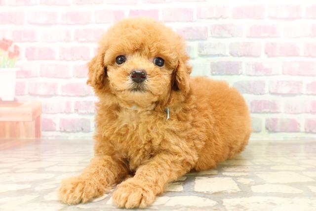 神奈川県のトイプードル(トイ) (Coo&RIKU横須賀店/2025年7月10日生まれ/男の子/アプリコット)の子犬の2枚目の画像