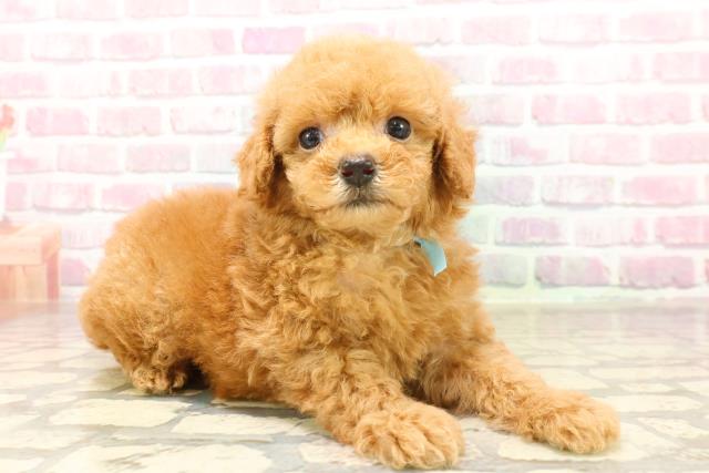神奈川県のトイプードル(トイ) (Coo&RIKU横須賀店/2025年7月10日生まれ/男の子/アプリコット)の子犬の3枚目の画像