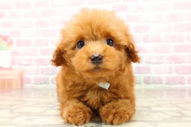 栃木県のトイプードル(トイ) (Coo&RIKU小山店/2025年7月9日生まれ/男の子/レッド)の子犬の1枚目の画像
