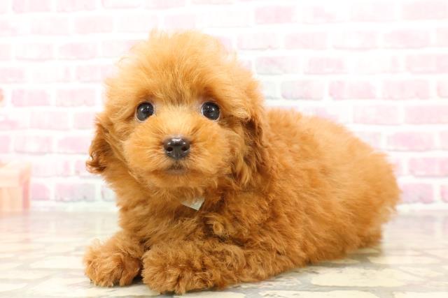 栃木県のトイプードル(トイ) (Coo&RIKU小山店/2025年7月9日生まれ/男の子/レッド)の子犬の2枚目の画像