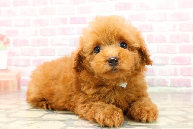 栃木県のトイプードル(トイ) (Coo&RIKU小山店/2025年7月9日生まれ/男の子/レッド)の子犬の3枚目の画像