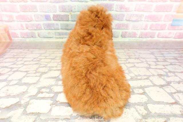 栃木県のトイプードル(トイ) (Coo&RIKU小山店/2025年7月9日生まれ/男の子/レッド)の子犬の4枚目の画像