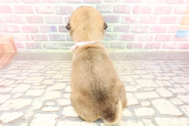 東京都のパグ (Coo&RIKU府中店/2025年7月10日生まれ/女の子/フォーン)の子犬の4枚目の画像