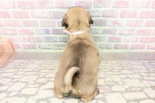 東京都のパグ (Coo&RIKU立川店/2025年7月10日生まれ/女の子/フォーン)の子犬の4枚目の画像