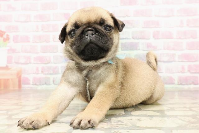 栃木県のパグ (Coo&RIKU宇都宮店/2025年7月10日生まれ/男の子/フォーン)の子犬の2枚目の画像