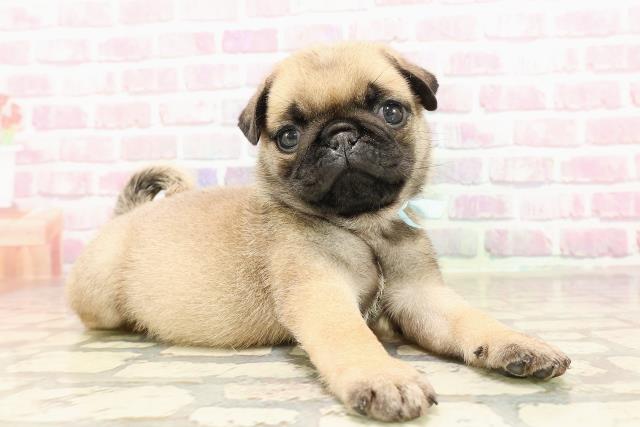 栃木県のパグ (Coo&RIKU宇都宮店/2025年7月10日生まれ/男の子/フォーン)の子犬の3枚目の画像