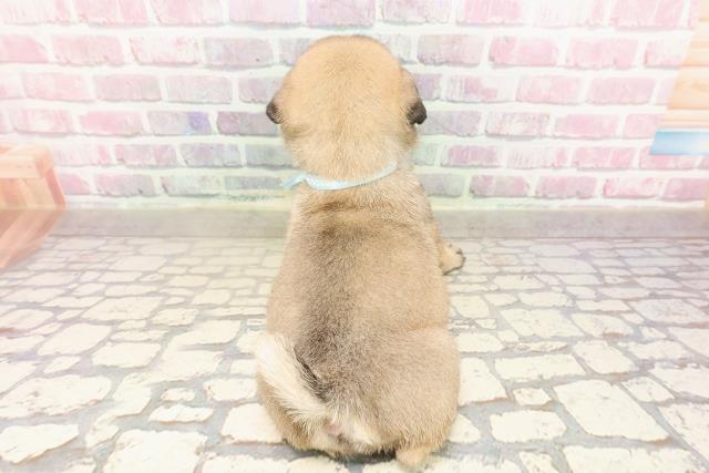 栃木県のパグ (Coo&RIKU宇都宮店/2025年7月10日生まれ/男の子/フォーン)の子犬の4枚目の画像