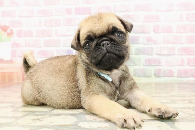栃木県のパグ (Coo&RIKUFKDインターパーク店/2025年7月10日生まれ/男の子/フォーン)の子犬の3枚目の画像