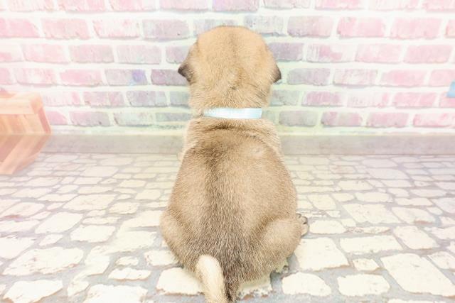 栃木県のパグ (Coo&RIKUFKDインターパーク店/2025年7月10日生まれ/男の子/フォーン)の子犬の4枚目の画像