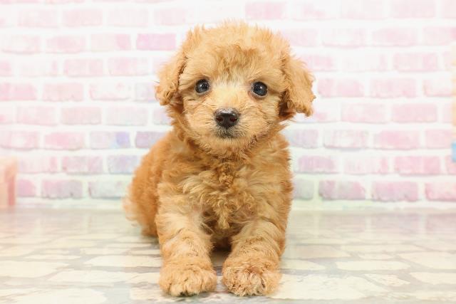 栃木県のトイプードル(トイ) (Coo&RIKU小山店/2025年7月10日生まれ/女の子/レッド)の子犬の1枚目の画像