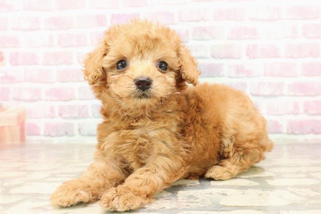 栃木県のトイプードル(トイ) (Coo&RIKU小山店/2025年7月10日生まれ/女の子/レッド)の子犬の2枚目の画像