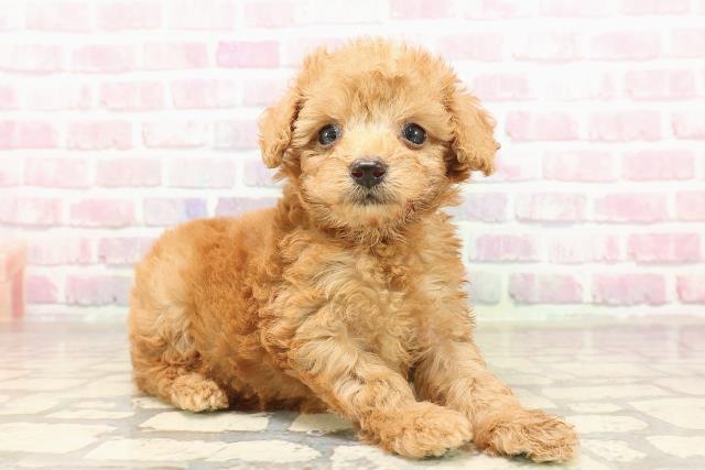 栃木県のトイプードル(トイ) (Coo&RIKU小山店/2025年7月10日生まれ/女の子/レッド)の子犬の3枚目の画像
