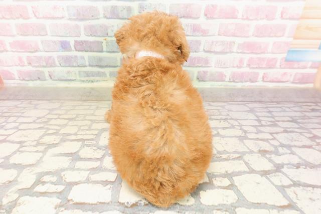 栃木県のトイプードル(トイ) (Coo&RIKU小山店/2025年7月10日生まれ/女の子/レッド)の子犬の4枚目の画像