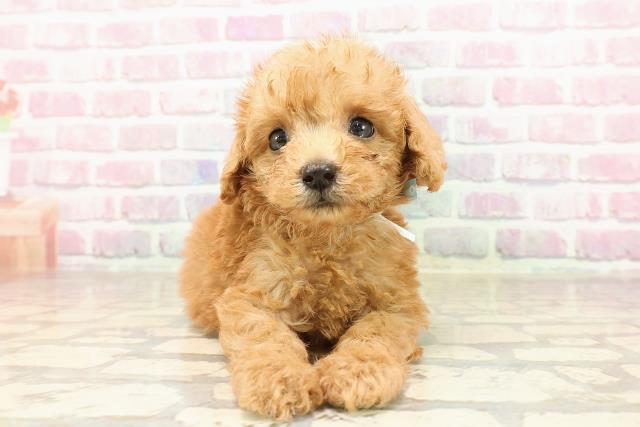 茨城県のトイプードル(トイ) (Coo&RIKU筑西店/2025年7月10日生まれ/男の子/レッド)の子犬の1枚目の画像