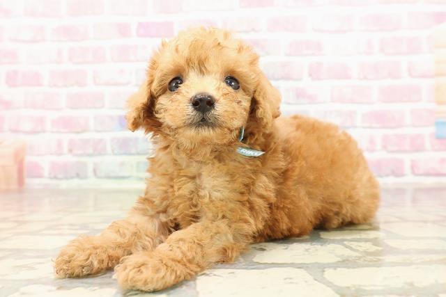 茨城県のトイプードル(トイ) (Coo&RIKU筑西店/2025年7月10日生まれ/男の子/レッド)の子犬の2枚目の画像