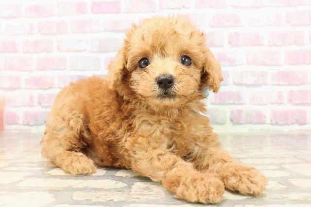 茨城県のトイプードル(トイ) (Coo&RIKU筑西店/2025年7月10日生まれ/男の子/レッド)の子犬の3枚目の画像