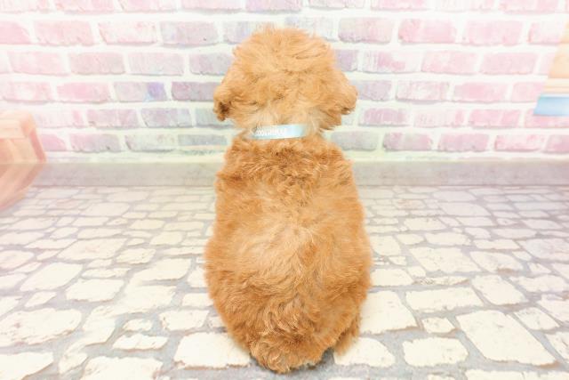 茨城県のトイプードル(トイ) (Coo&RIKU筑西店/2025年7月10日生まれ/男の子/レッド)の子犬の4枚目の画像