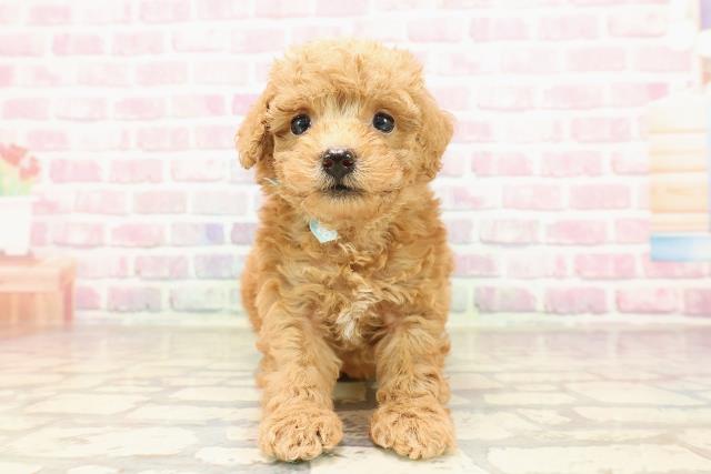 茨城県のトイプードル(トイ) (Coo&RIKU日立店/2025年7月10日生まれ/男の子/レッド)の子犬