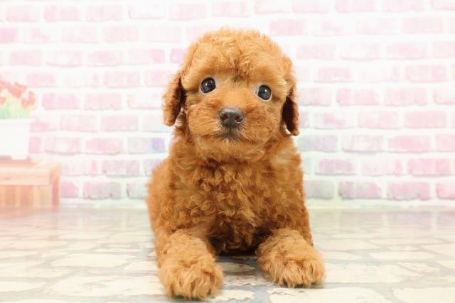 栃木県のトイプードル(トイ) (Coo&RIKU足利店/2025年7月8日生まれ/女の子/レッド)の子犬の1枚目の画像