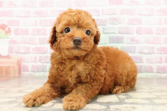 栃木県のトイプードル(トイ) (Coo&RIKU足利店/2025年7月8日生まれ/女の子/レッド)の子犬の2枚目の画像